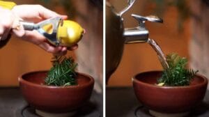 sent bon parfumer naturellement maison intérieur infusion