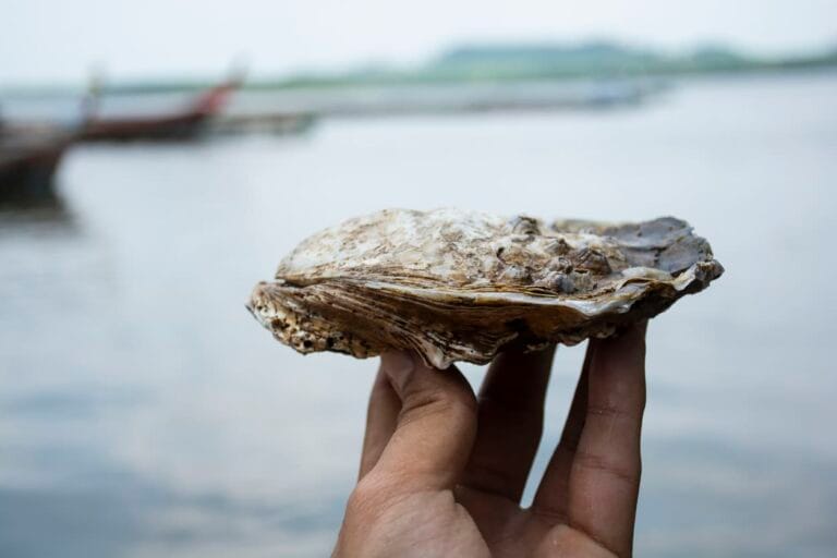 huître coquille océan mer jeter