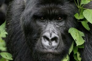 Gorille de montagne : tout savoir sur ce grand primate !