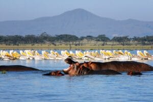 Des vacances détente au bord du lac Naivasha