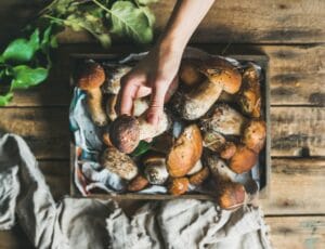 C’est la saison des champignons ! 7 conseils autour de ce végétal phare de l’automne