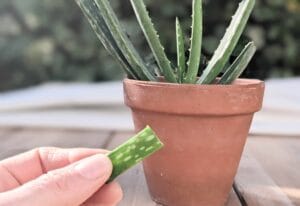 aloe vera remplacer pansement soin plante